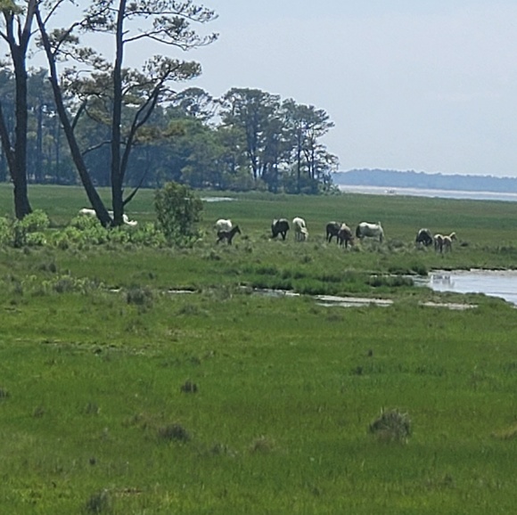 Meet your Posher, Jamey - Picture 1 of 1